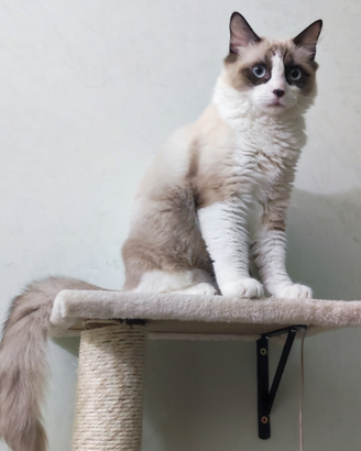 Gatto Sacro di Birmania