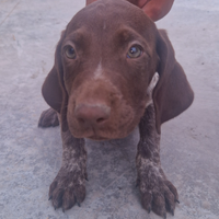 Cuccioli di bracco tedesco