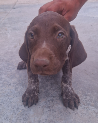 Cuccioli di bracco tedesco