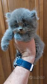 Gattini scottish straight e fold