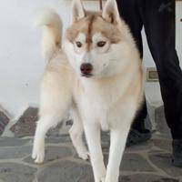 Cuccioli siberian husky con pedigree Enci