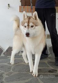 Cuccioli siberian husky con pedigree Enci