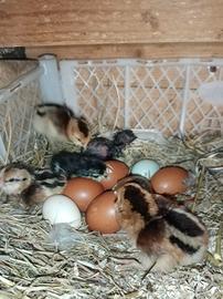 Moroseta e araucane e marans