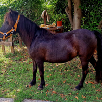 Pony