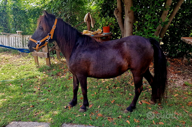 Pony