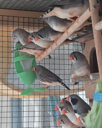 Bengalini diamante mandarino