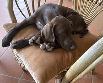 Cucciola di bracca tedesca