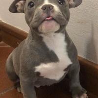 American Bully Cuccioli Micro