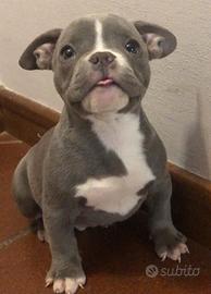 American Bully Cuccioli Micro