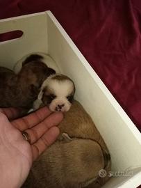 Chihuahua mini toys
