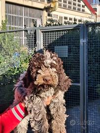 Lagotto Romagnolo