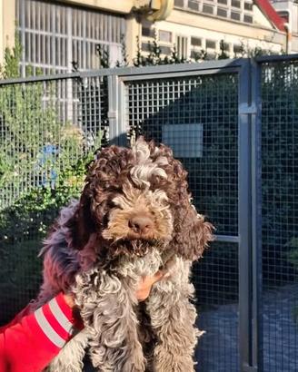 Lagotto Romagnolo