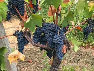 Terreno con vigneti