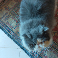 Stallone persiano puro