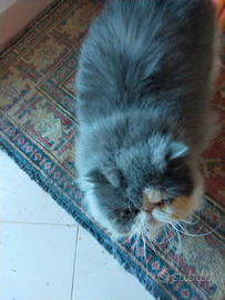 Stallone persiano puro