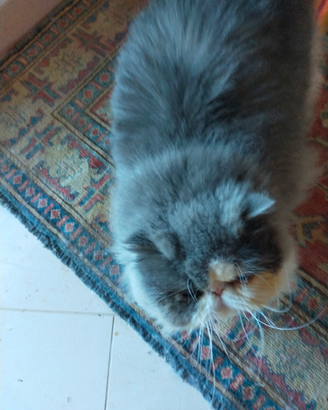 Stallone persiano puro