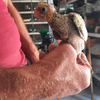 Pappagalli da inbecco galopsite allevati a mano