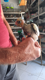 Pappagalli da inbecco galopsite allevati a mano