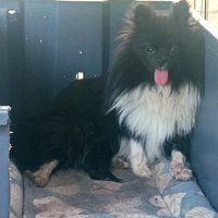 Volpino di Pomerania