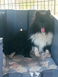 Volpino di Pomerania