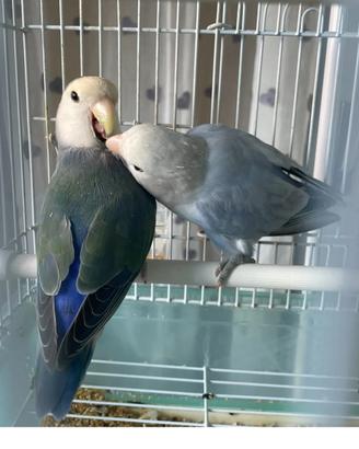 Coppia di pappagalli inseparabili