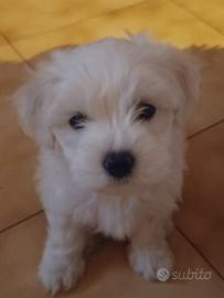 Maltesina di 4 mesi nata 24 novembre