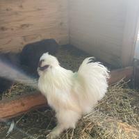 Moroseta, Gallo e galline