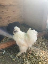 Moroseta, Gallo e galline