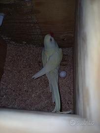 Parrocchetti coppia gialli riprodutt