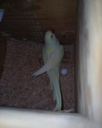 Parrocchetti coppia gialli riprodutt