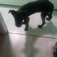 Cagnolino meticcio taglia piccola