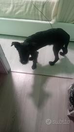 Cagnolino meticcio taglia piccola