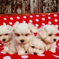 Maltese toy