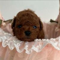 Super barboncini red intenso asiatici mini toy