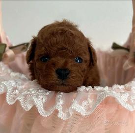 Super barboncini red intenso asiatici mini toy