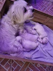 Cuccioli maltese Toy coreano