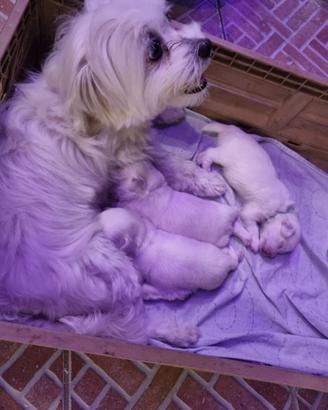 Cuccioli maltese Toy coreano