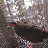 Fagiano argentato femmina