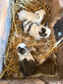 Conigli testa di leone