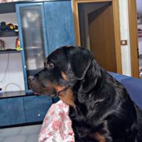 Rottweiler,socievole e affettuoso