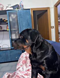 Rottweiler,socievole e affettuoso