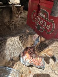 Cuccioli 1mese e mezzo aspettano una famiglia