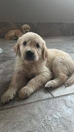 Cucciolo maschio di Golden retriver disponibile
