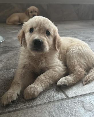 Cucciolo maschio di Golden retriver disponibile