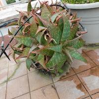 piante Aloe maculata e Fico d'India