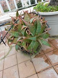 piante Aloe maculata e Fico d'India