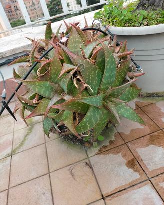 piante Aloe maculata e Fico d'India