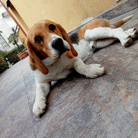 Beagle