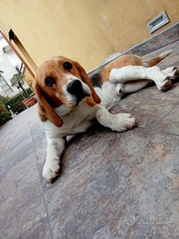 Beagle