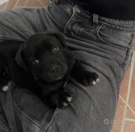 Cane corso cuccioli